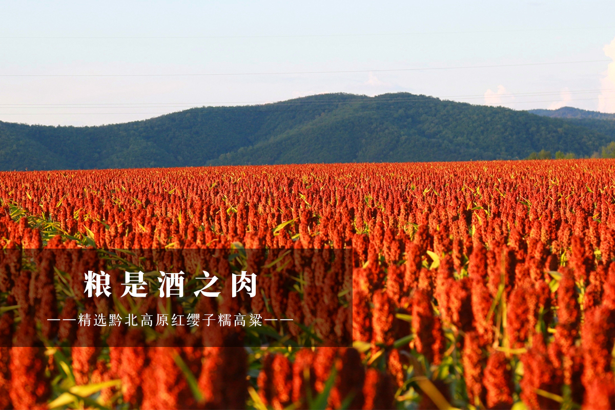 粮是酒之肉——金沙古酒