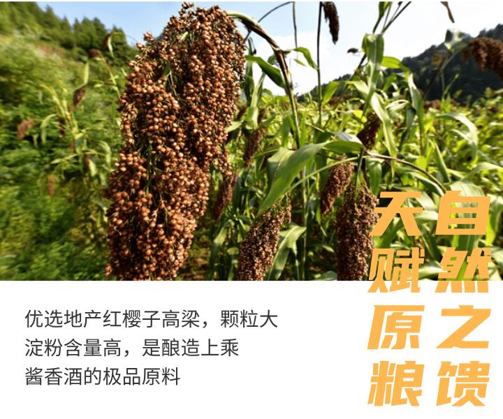 粮是酒之肉